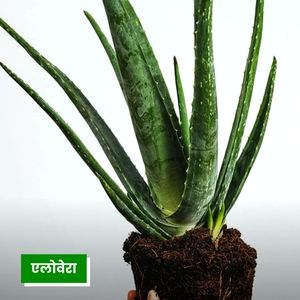 A big Aloevera Plant , Snake palm plant and more..